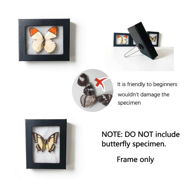 Insect Display Frame GO LUCKY Riker Mount 5.5x4.5x1 Inch Premium-4