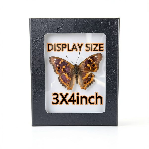 Insect Display Frame GO LUCKY Riker Mount 5.5x4.5x1 Inch Premium-2