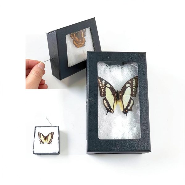 Insect Display Frame GO LUCKY Riker Mount 5.5x4.5x1 Inch Premium-5
