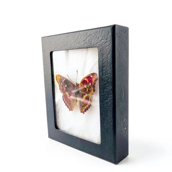 Insect Display Frame GO LUCKY Riker Mount 5.5x4.5x1 Inch Premium-1