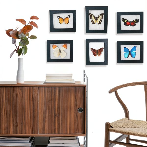 Insect Display Frame GO LUCKY Riker Mount 5.5x4.5x1 Inch Premium-3