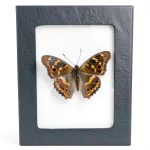 Insect Display Frame GO LUCKY Riker Mount 5.5x4.5x1 Inch Premium-0