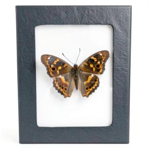 Insect Display Frame GO LUCKY Riker Mount 5.5x4.5x1 Inch Premium-0