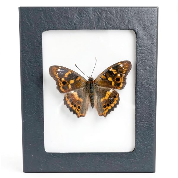 Insect Display Frame GO LUCKY Riker Mount 5.5x4.5x1 Inch Premium-0