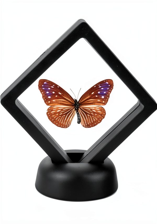 3D Floating Coin Display Case Enenes 5 Pack Frame with Black Stands-2